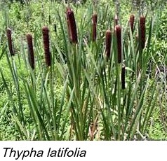 Thypha latifolia